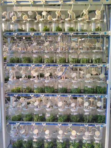 Plant cultures growing in bioreactors on lab shelves