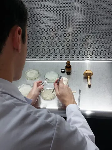 Sterile work under a laminar flow hood