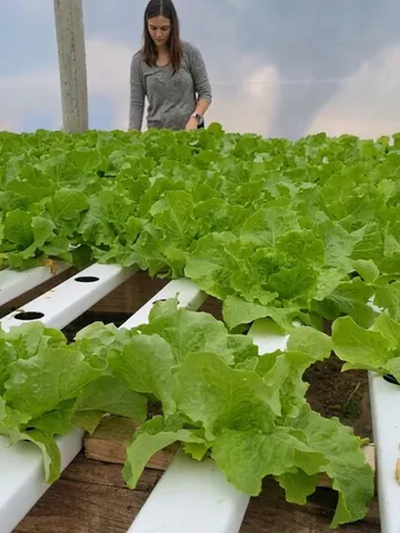 Hydroponic lettuce growing in channels