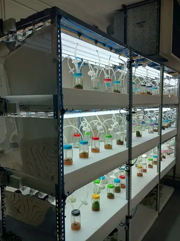 Culture flasks under grow lights